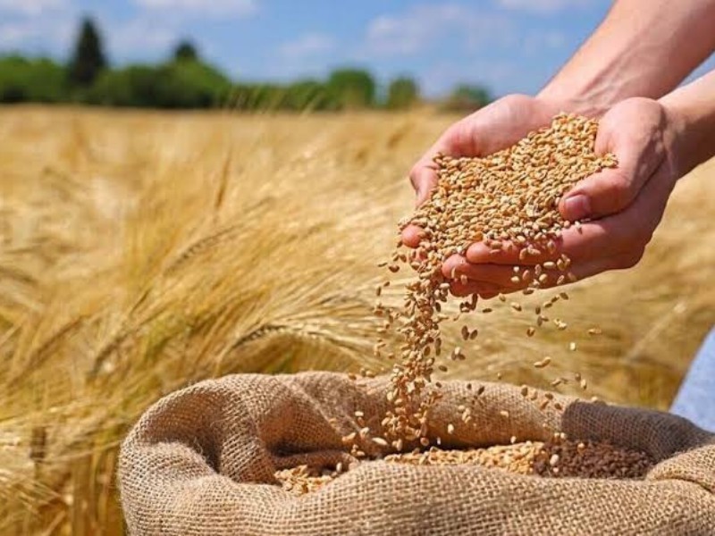آخرین وضعیت پرداخت مطالبات گندم‌کاران در ایلام