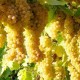 توسعه باغات در ملکشاهی زمینه‌ساز افزایش اشتغال می‌شود
