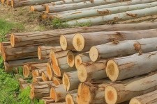 برداشت ۲۸۰۰ تن چوب اکالیپتوس از مزارع دهلران