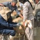 واکسیناسیون سراسری تب برفکی دام‌های ایلام آغاز شد