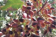کشت پسته در ۱۸۲ هکتار از باغات ایلام