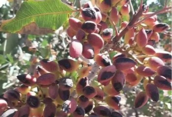 کشت پسته در ۱۸۲ هکتار از باغات ایلام