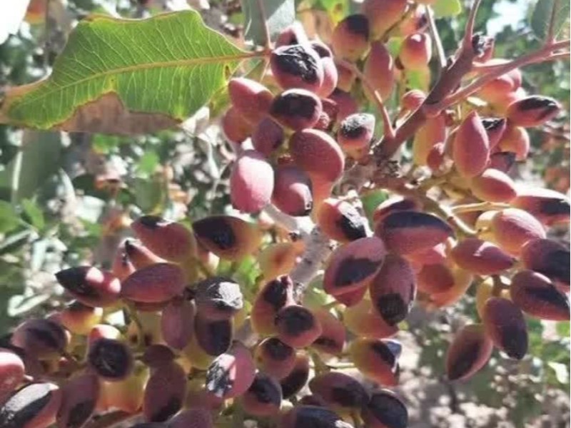 کشت پسته در ۱۸۲ هکتار از باغات ایلام