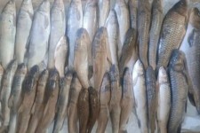 ۶ صیاد غیرمجاز در بدره دستگیر شدند