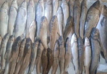 ۶ صیاد غیرمجاز در بدره دستگیر شدند