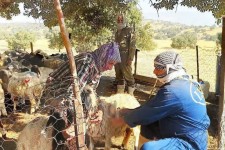 دام‌های شهرستان ایوان واکسینه می‌شوند