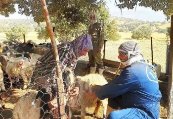 دام‌های شهرستان ایوان واکسینه می‌شوند