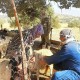 دام‌های شهرستان ایوان واکسینه می‌شوند
