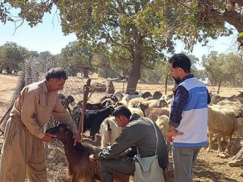 طرح ملی کنترل تب برفکی در ایوان دنبال می‌شود