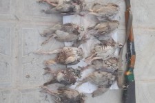 ۱۰ کبک وحشی از شکارچی کبیرکوه کشف شد