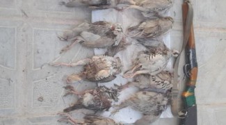 ۱۰ کبک وحشی از شکارچی کبیرکوه کشف شد