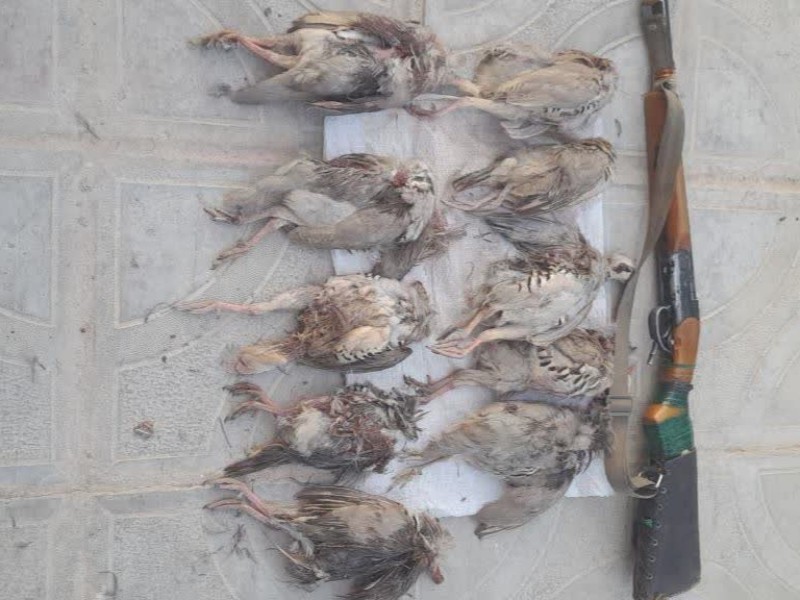 ۱۰ کبک وحشی از شکارچی کبیرکوه کشف شد
