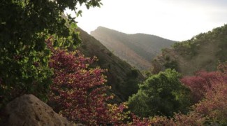 نفسِ تازه ارغوان در هوای بارانی پاییز