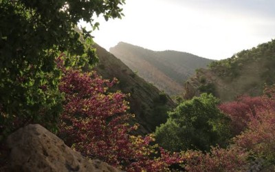 نفسِ تازه ارغوان در هوای بارانی پاییز
