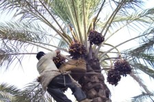 پیش‌بینی برداشت ۳۸۰ تن خرما در ایلام
