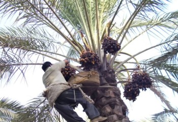 پیش‌بینی برداشت ۳۸۰ تن خرما در ایلام