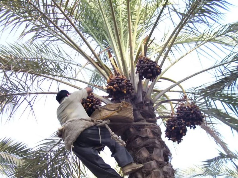 پیش‌بینی برداشت ۳۸۰ تن خرما در ایلام