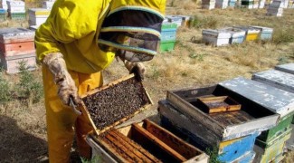 سرشماری ملی زنبورستان‌های ایلام آبان ماه آغاز می‌شود