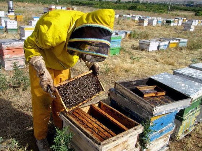 سرشماری ملی زنبورستان‌های ایلام آبان ماه آغاز می‌شود