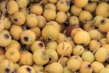طبیعت پاییزی ایلام میزبان برداشت زالزالک شد