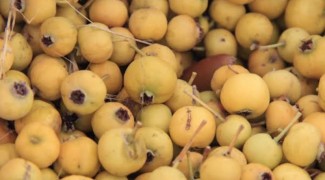 طبیعت پاییزی ایلام میزبان برداشت زالزالک شد