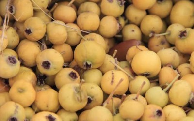 طبیعت پاییزی ایلام میزبان برداشت زالزالک شد