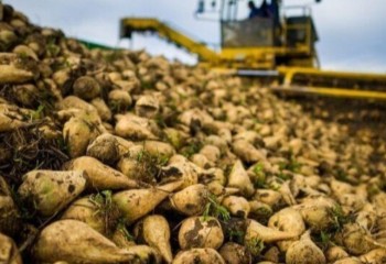 آغاز برداشت چغندرقند در هلیلان