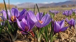 سطح زیر کشت زعفران در ایلام به ۳۷.۵ هکتار رسید