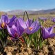 سطح زیر کشت زعفران در ایلام به ۳۷.۵ هکتار رسید