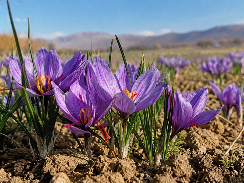 سطح زیر کشت زعفران در ایلام به ۳۷.۵ هکتار رسید