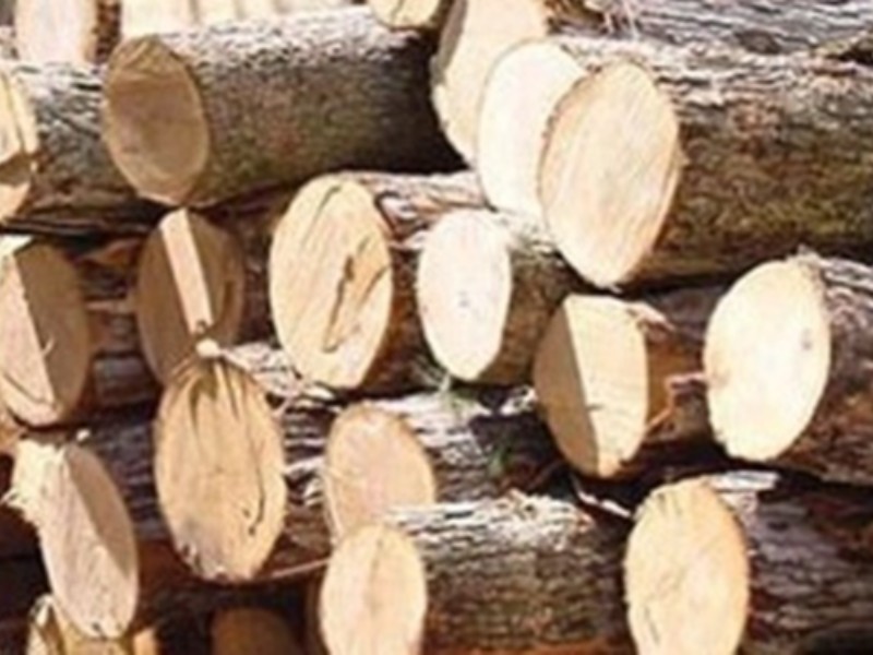 آغاز طرح زراعت چوب در 100 هکتار از اراضی دره‌شهر