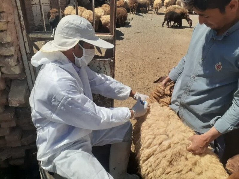 هزینه ۲ میلیارد و ۲۰۰ میلیونتومانی برای فعالیتهای دامپزشکی چرداول هزینه ۲ میلیارد و ۲۰۰ میلیونتومانی برای فعالیتهای دامپزشکی چرداول