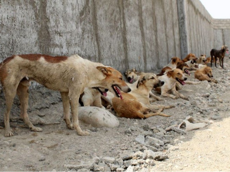 ایلام تنها استان فاقد مرکز نگهداری حیوانات بلاصاحب کشور است ایلام تنها استان فاقد مرکز نگهداری حیوانات بلاصاحب کشور است