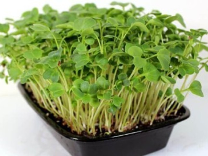 نحوه انداختن سبزه عید با بذر تربچه