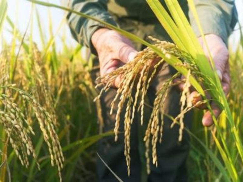 چین خاک شور را به حاصلخیز تبدیل کرد چین خاک شور را به حاصلخیز تبدیل کرد