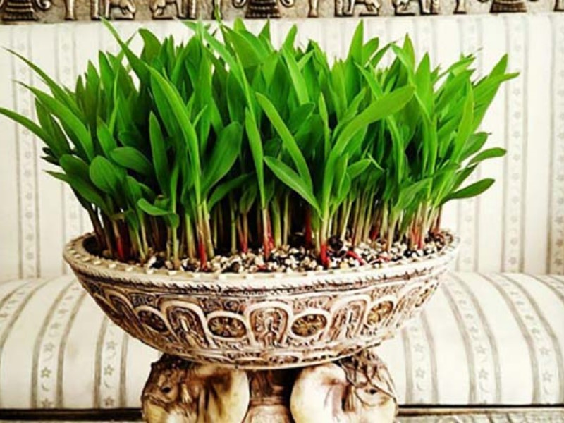 سبزه عیدت رو با دانه ذرت درست کن