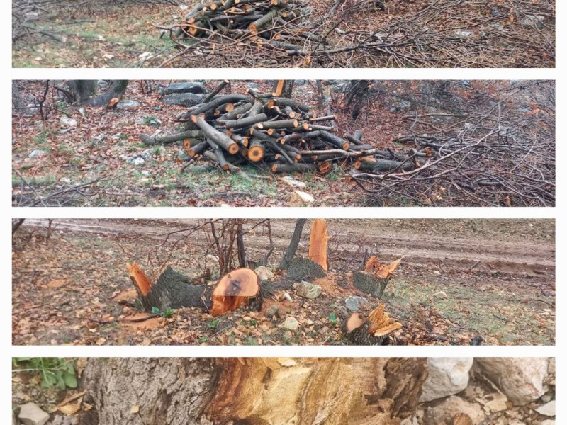 تخریب جنگل‌ها و بی‌تدبیری مسئولین منابع طبیعی