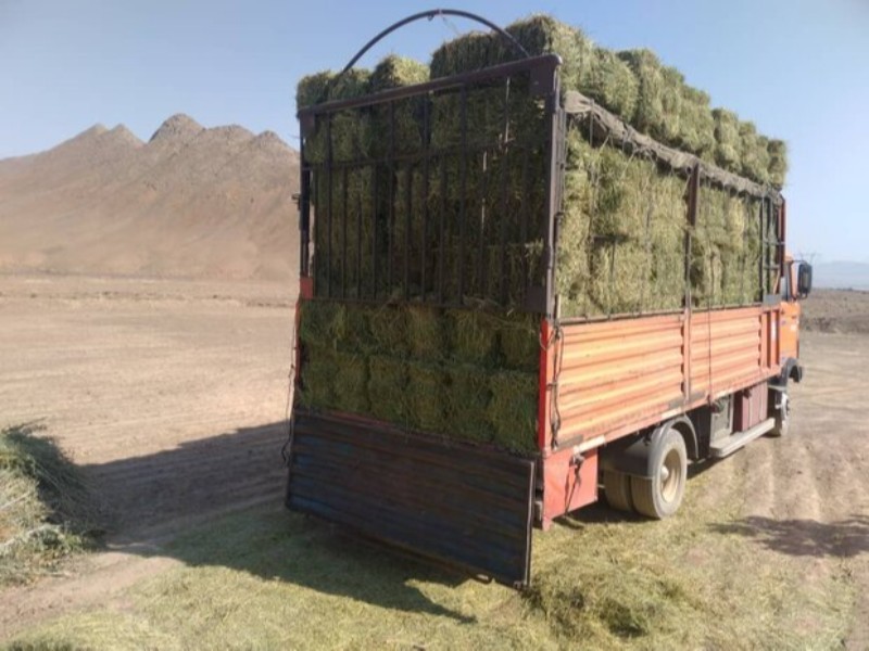ضربات قاچاق دام و علوفه بر اقتصاد ضربات قاچاق دام و علوفه بر اقتصاد