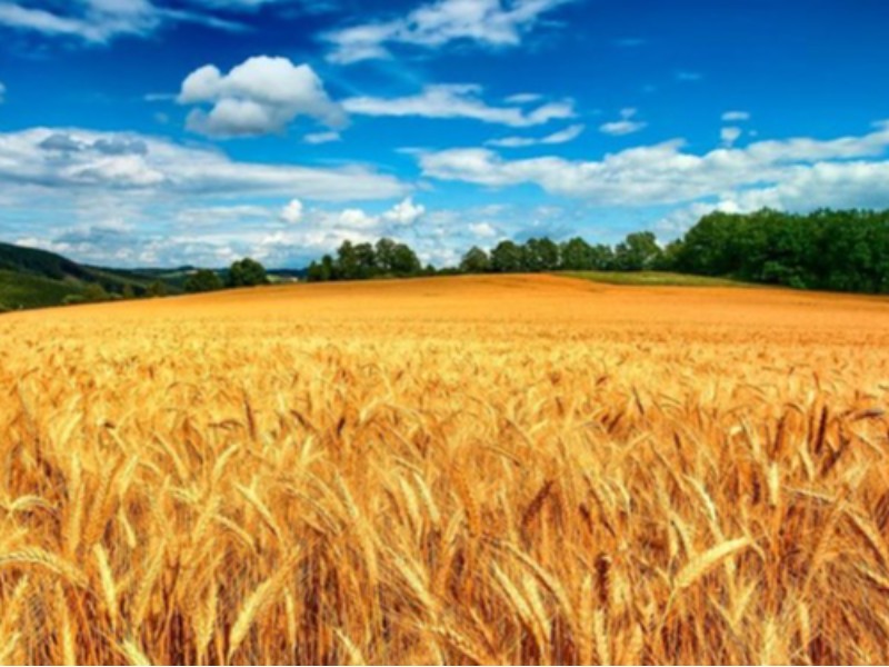 5 راهبرد برای خودکفایی پایدار گندم 5 راهبرد برای خودکفایی پایدار گندم 