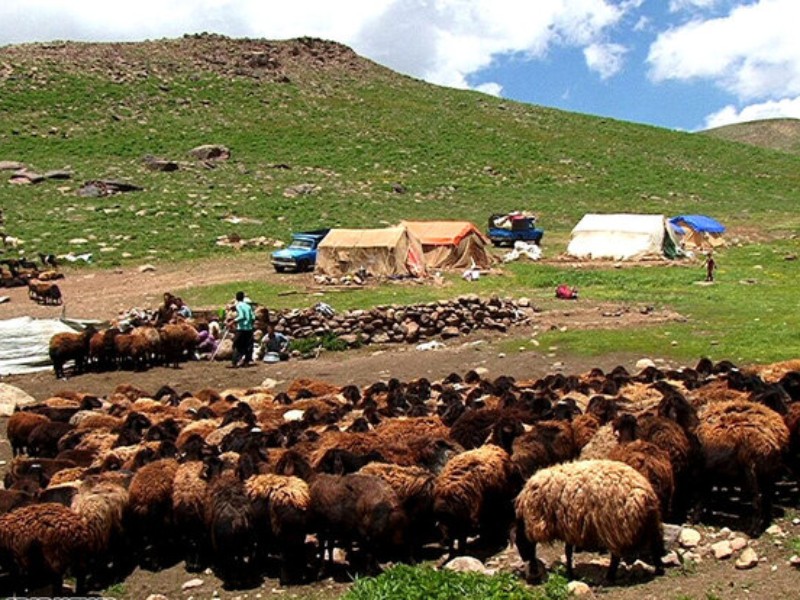 ۲۵ درصد گوشت قرمز کشور را عشایر تولید میکنند ۲۵ درصد گوشت قرمز کشور را عشایر تولید میکنند