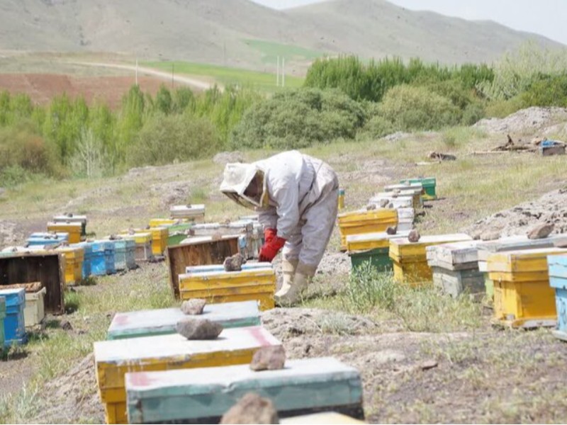اشتغال مهمترین نیاز خانوادههای مددجوی استان ایلام است اشتغال مهمترین نیاز خانوادههای مددجوی استان ایلام است