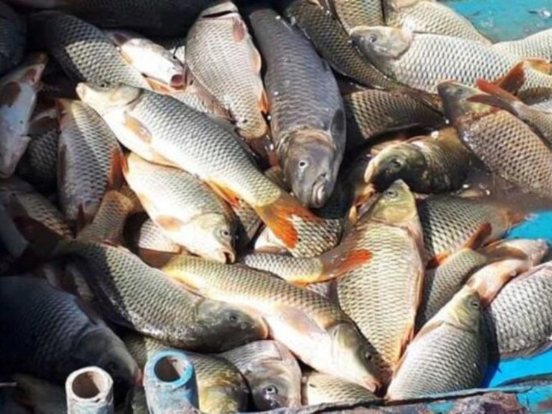 کشف ۷۳ کیلوگرم ماهی غیربهداشتی در ایلام کشف ۷۳ کیلوگرم ماهی غیربهداشتی در ایلام