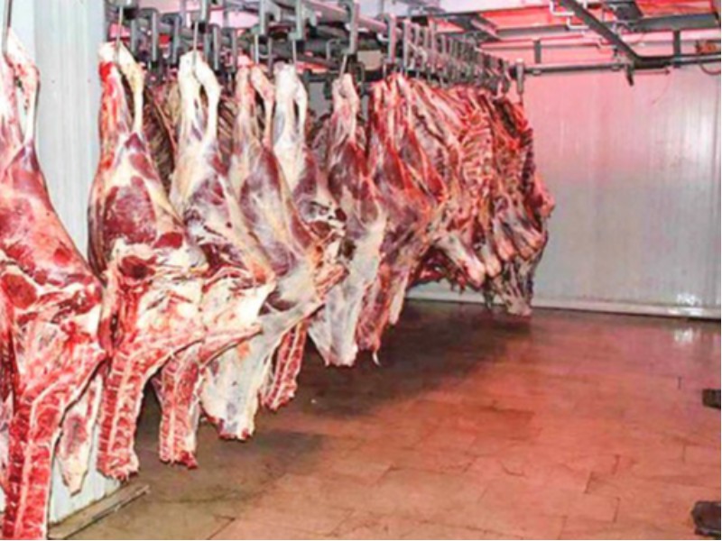 آغاز طرح تولید قراردادی گوشت قرمز در استان ایلام آغاز طرح تولید قراردادی گوشت قرمز در استان ایلام