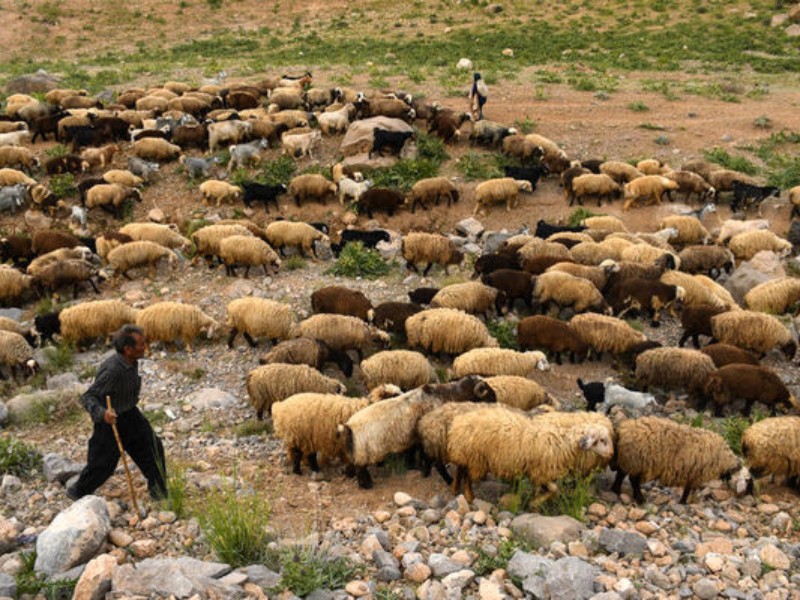 دامداران فاقد «کارت چَرا» هفت میلیون ریال بهازای هر دام جریمه میشوند دامداران فاقد «کارت چَرا» هفت میلیون ریال بهازای هر دام جریمه میشوند