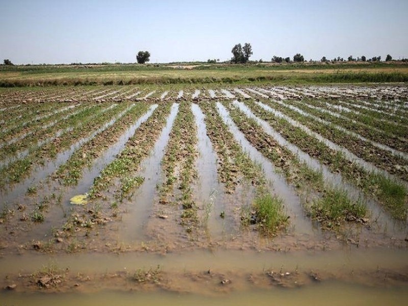 سیلاب به ۱۱ هزار و ۲۵۰ هکتار زمین کشاورزی دهلران خسارت زد سیلاب به ۱۱ هزار و ۲۵۰ هکتار زمین کشاورزی دهلران خسارت زد