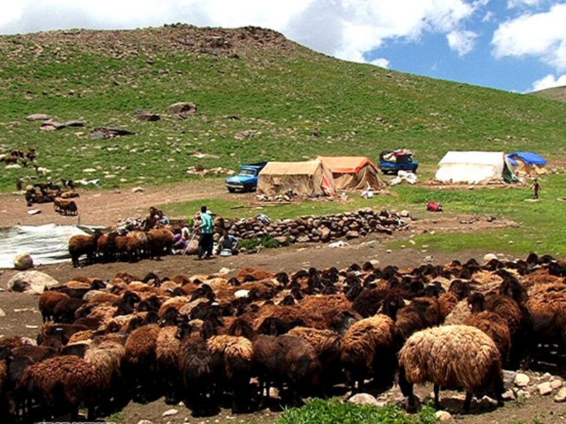 تولید ۸ هزار و ۷۰۰ تن گوشت قرمز توسط عشایر ایلام تولید ۸ هزار و ۷۰۰ تن گوشت قرمز توسط عشایر ایلام