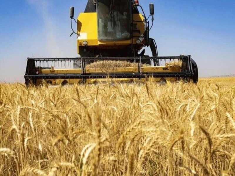 برداشت گندم از مزارع ایلام آغاز شد برداشت گندم از مزارع ایلام آغاز شد