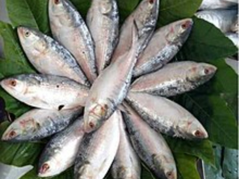 ماهی صبور چه خواصی دارد ماهی صبور چه خواصی دارد