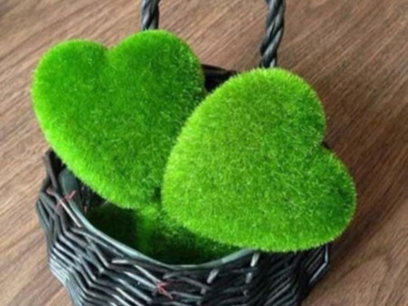 چگونه سبزه عید کاشت کنیم چگونه سبزه عید کاشت کنیم