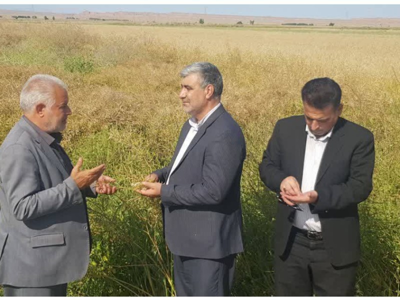 خرید ۱۷ هزارتن کلزای ایلام توسط شبکه تعاونی خرید ۱۷ هزارتن کلزای ایلام توسط شبکه تعاونی